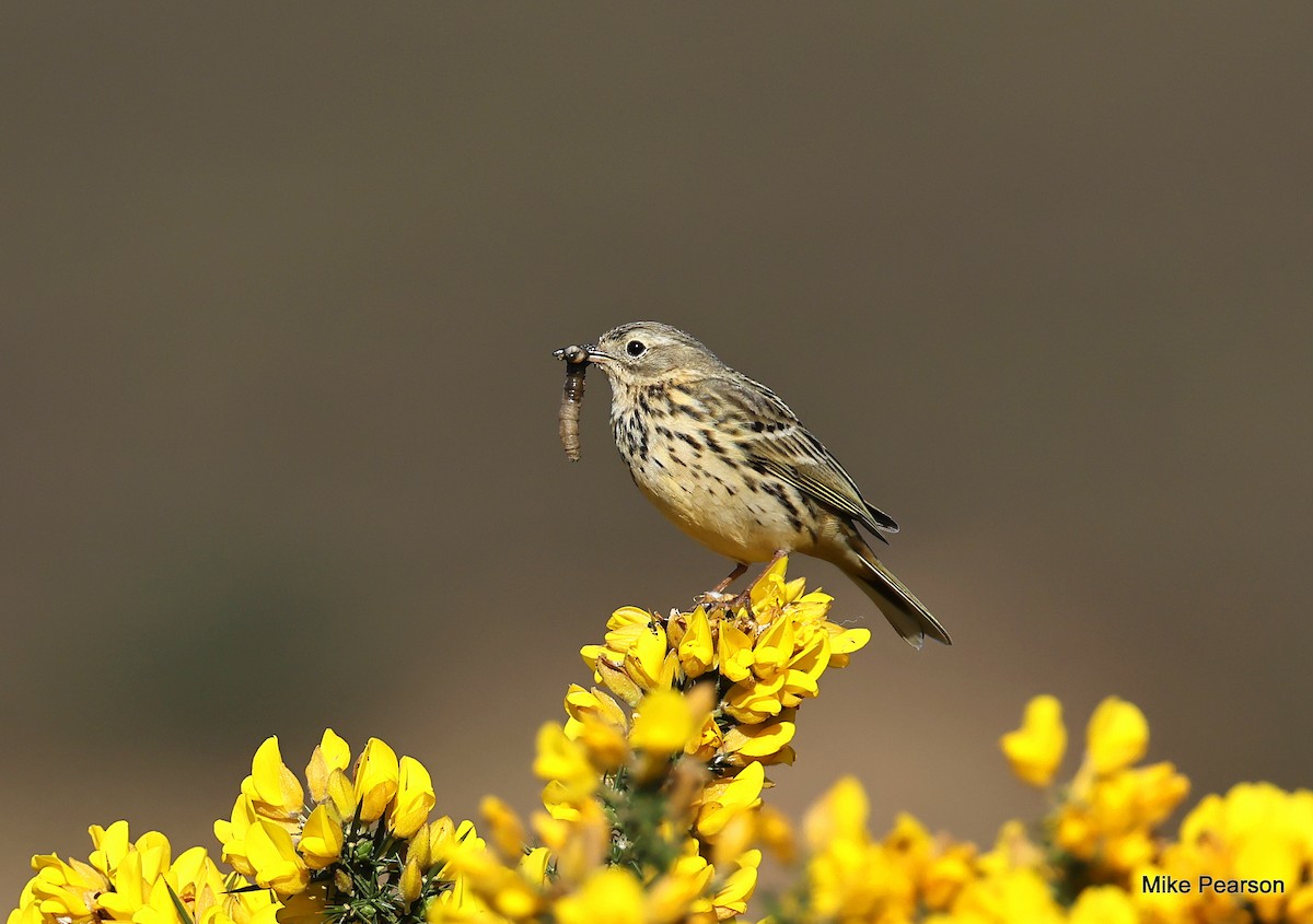 Meadow Pipit - ML619272571
