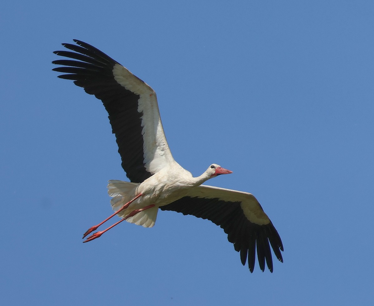 White Stork - ML619272575