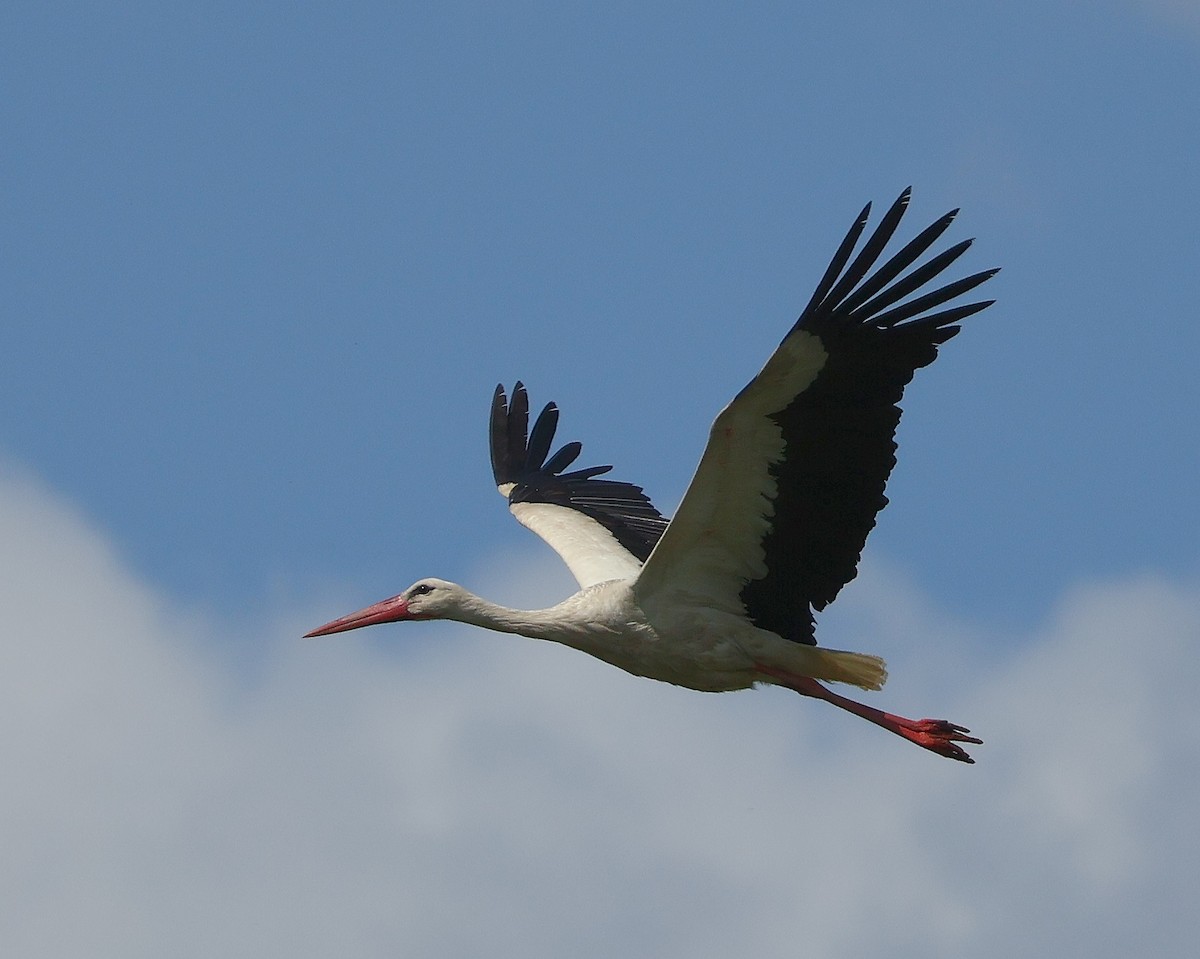 White Stork - ML619272581