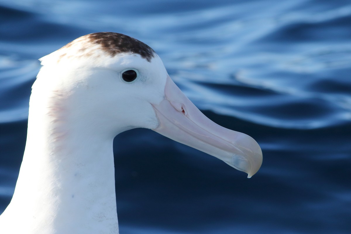 Antipodean Albatross (New Zealand) - ML619272607