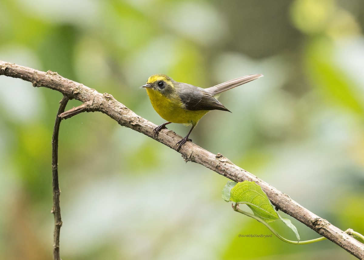 Yellow-bellied Fairy-Fantail - ML619272645