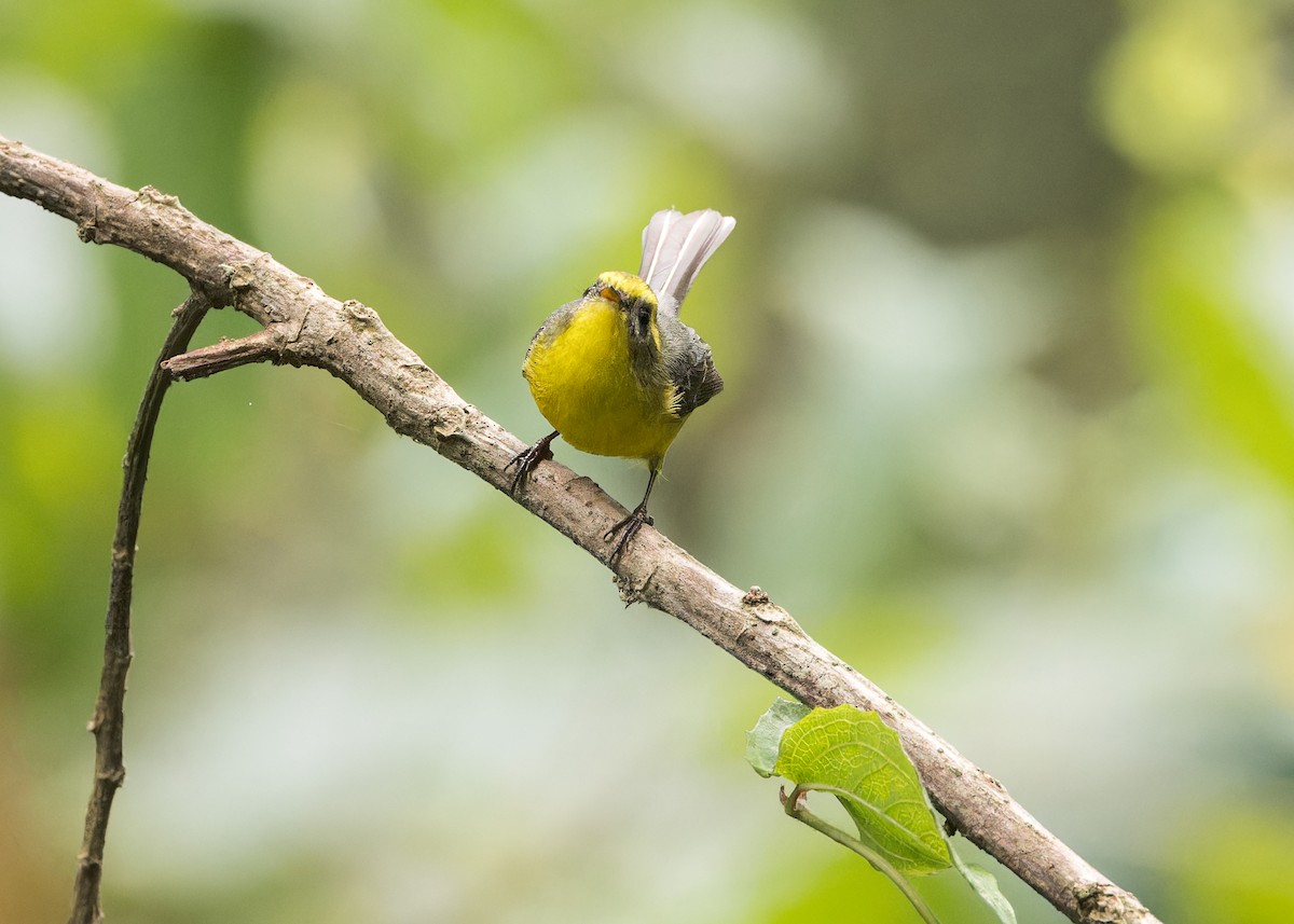 Yellow-bellied Fairy-Fantail - ML619272646