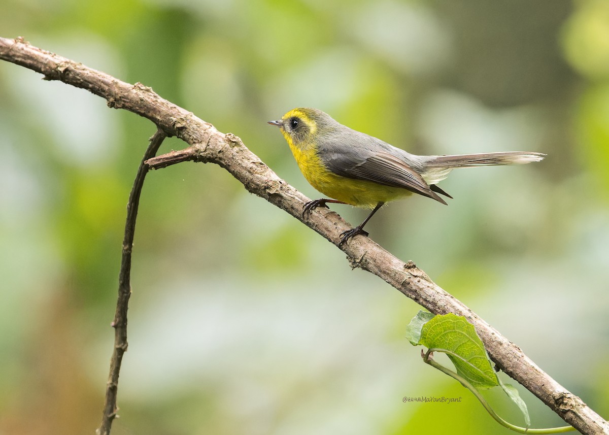 Yellow-bellied Fairy-Fantail - ML619272647