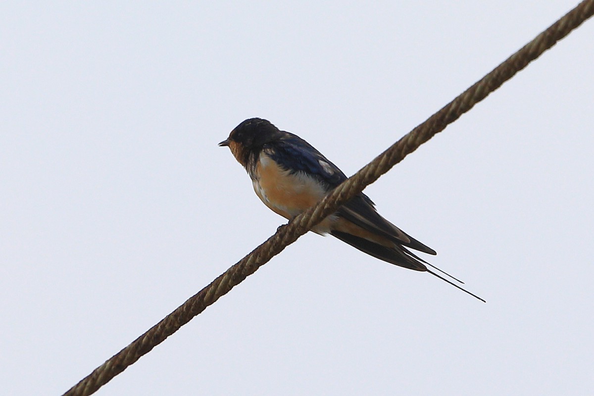 Barn Swallow - ML619272652