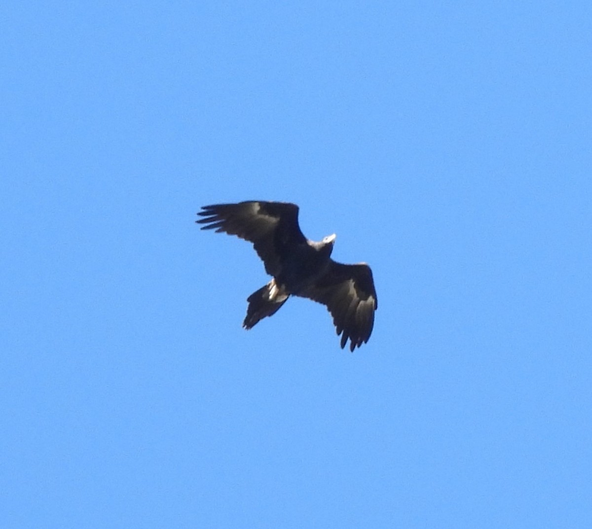Wedge-tailed Eagle - ML619272717
