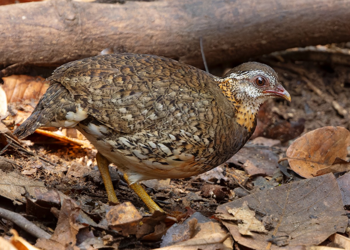 Scaly-breasted Partridge (Green-legged) - ML619272722