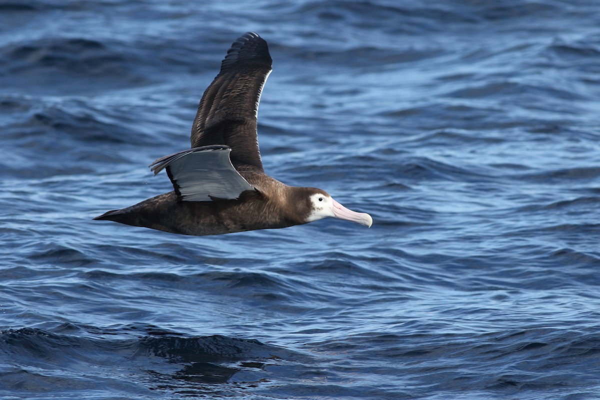 albatros stěhovavý - ML619272753