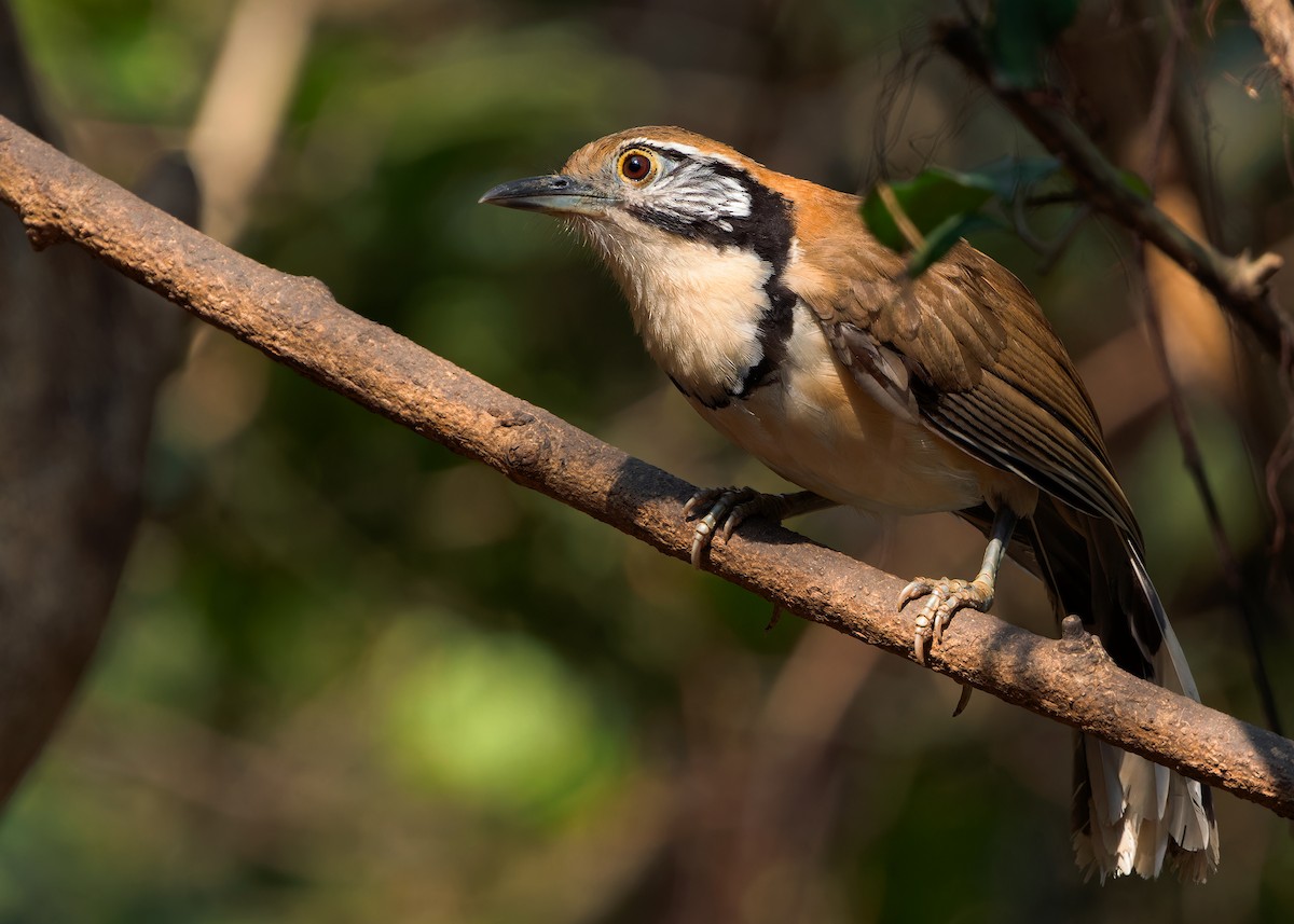 Greater Necklaced Laughingthrush - ML619272760