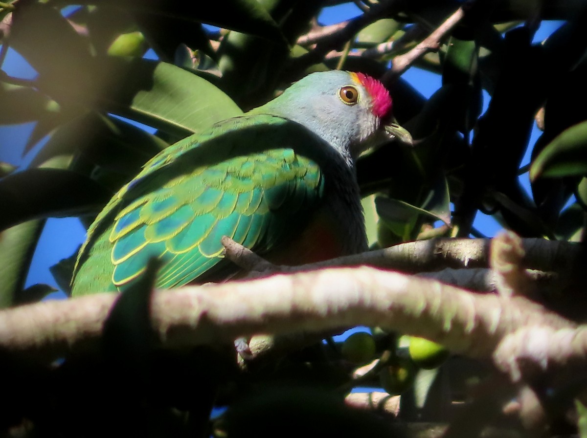 Rose-crowned Fruit-Dove - ML619272817