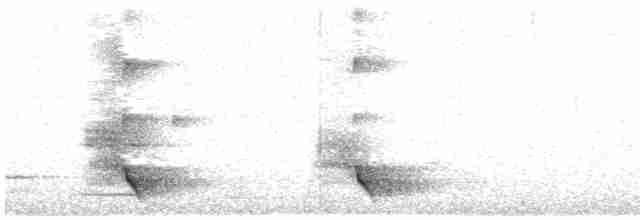 Méliphage carillonneur - ML619272888