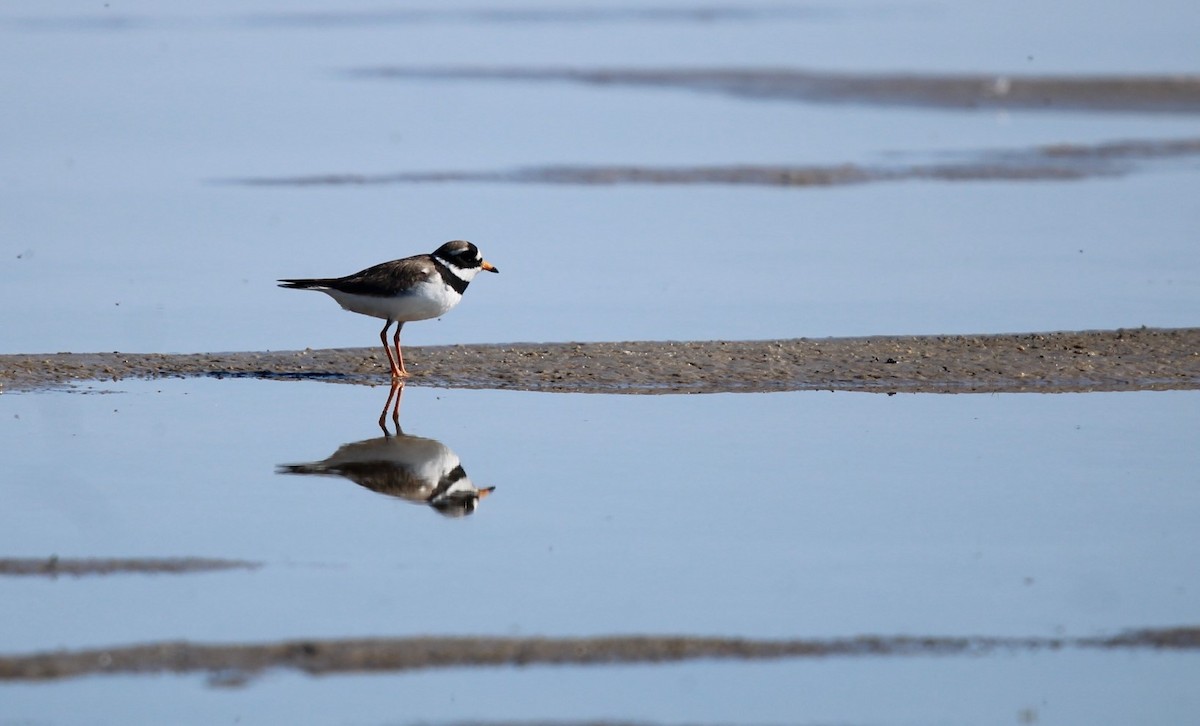 Common Ringed Plover - ML619272889