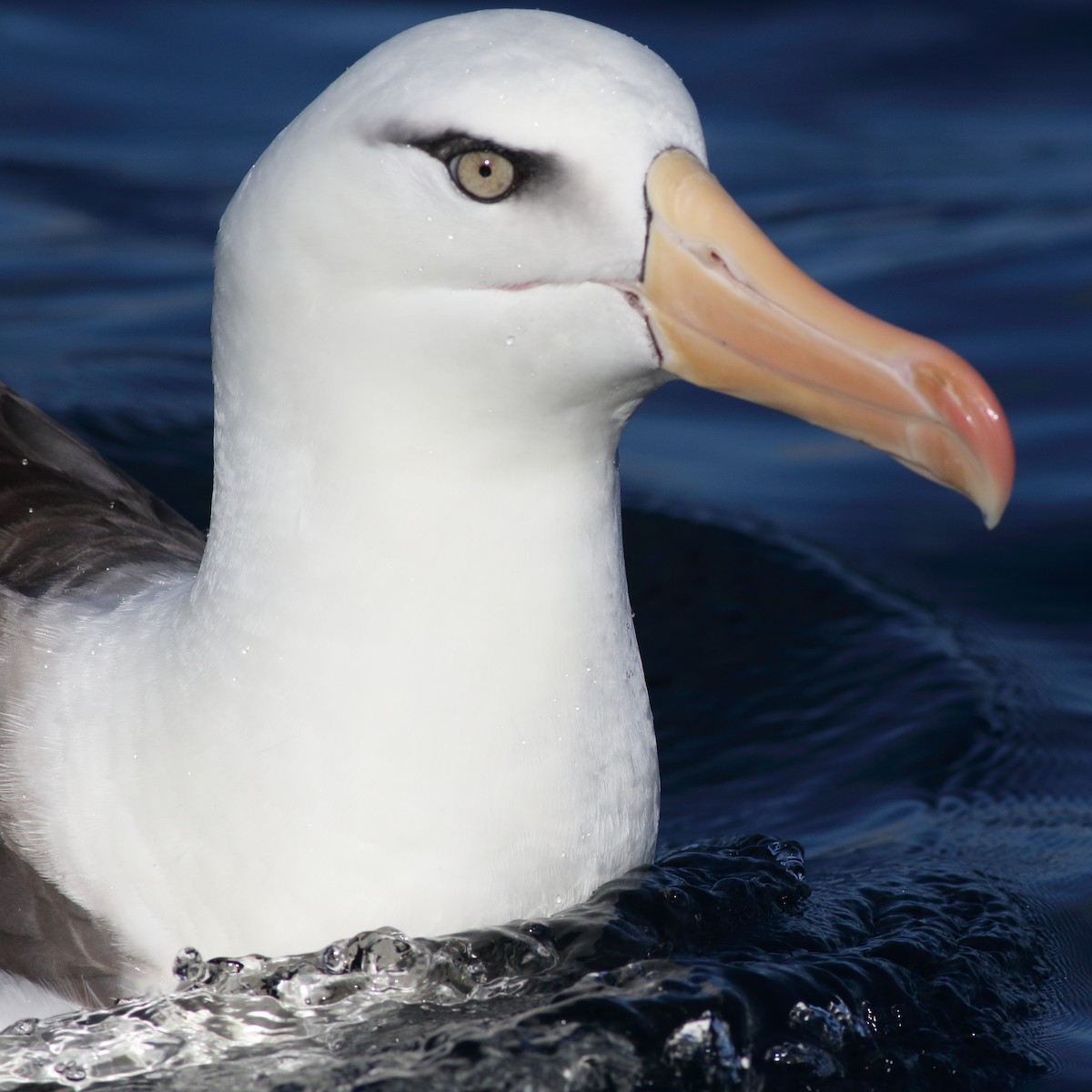 Albatros bekainduna (impavida) - ML619272904
