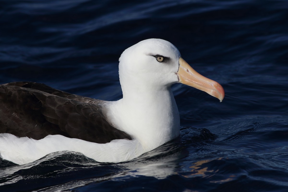 albatros černobrvý (ssp. impavida) - ML619272905