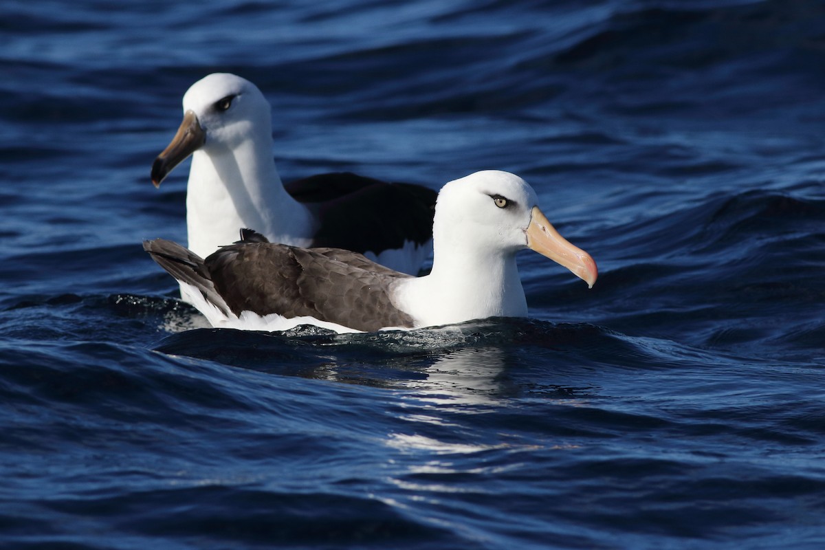Чернобровый альбатрос (impavida) - ML619272907