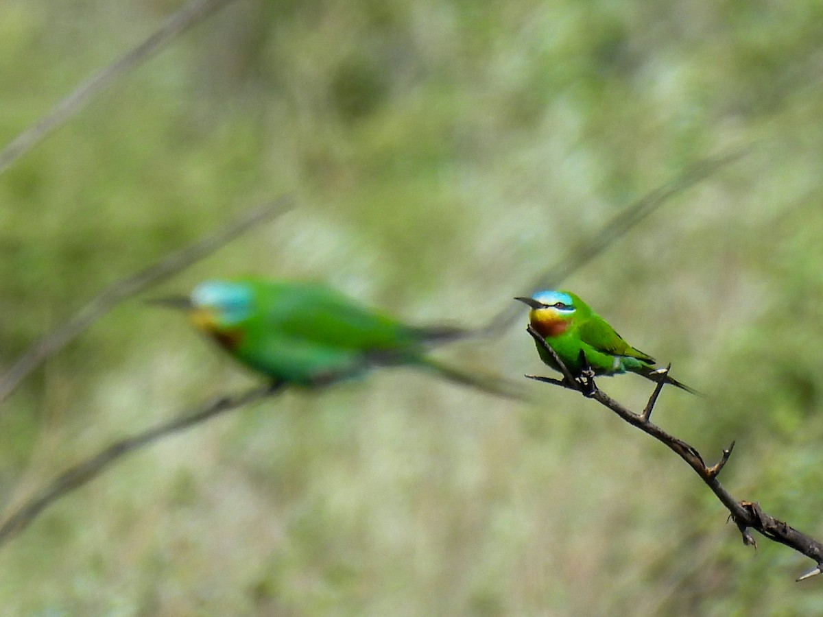 Blue-cheeked Bee-eater - ML619272947