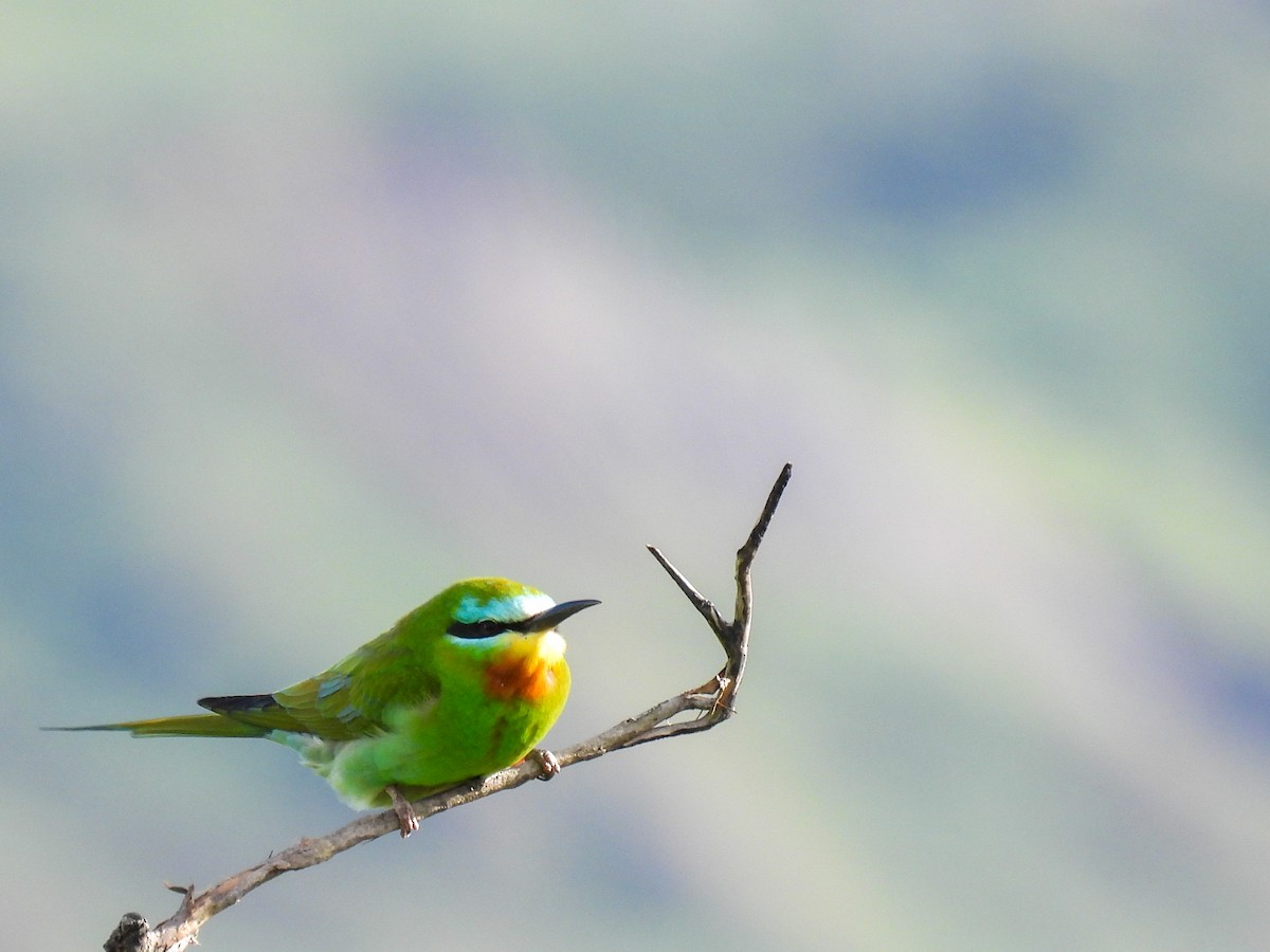 Blue-cheeked Bee-eater - ML619272948