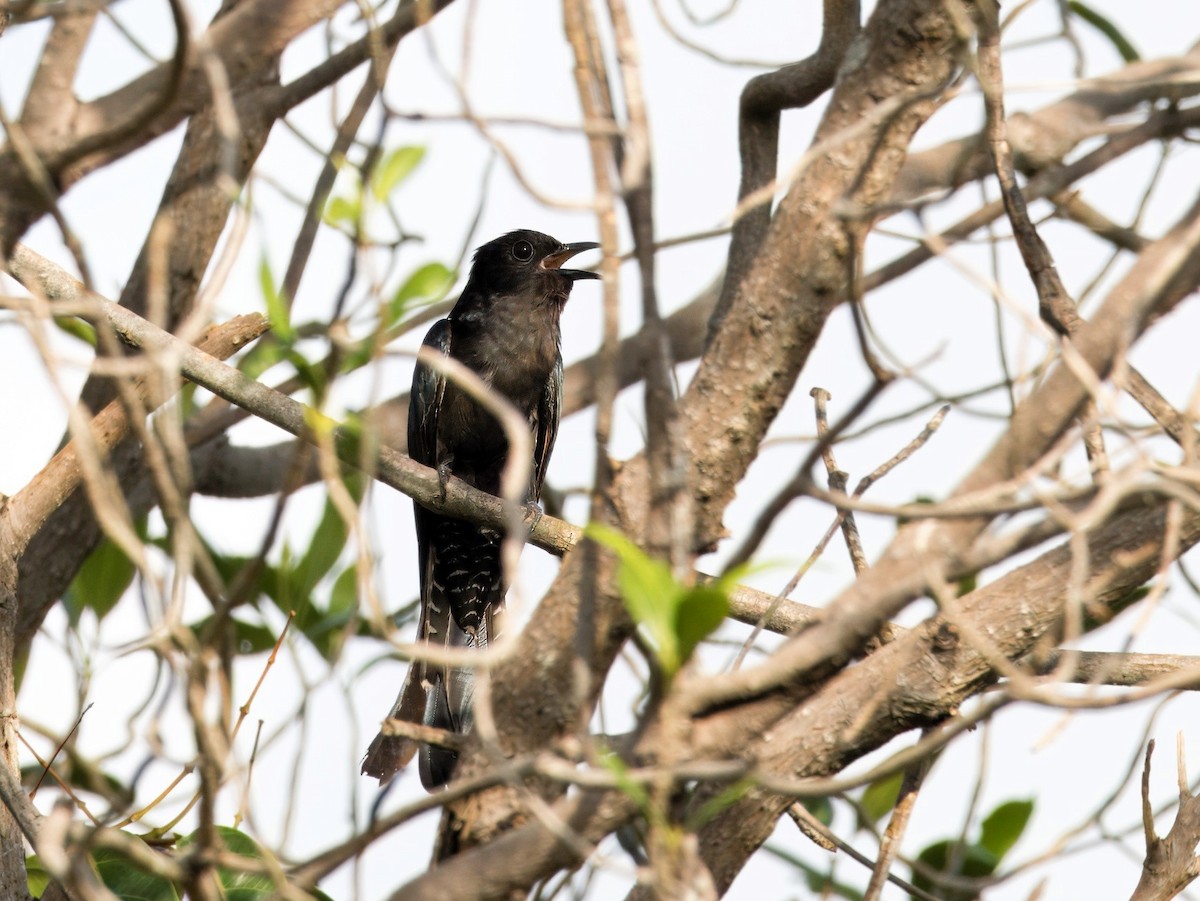 Square-tailed Drongo-Cuckoo - ML619272955