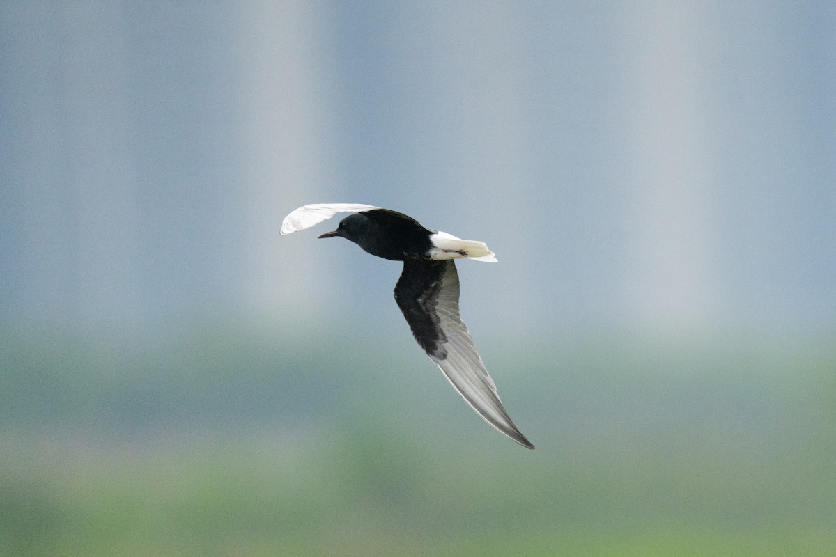 White-winged Tern - ML619272962