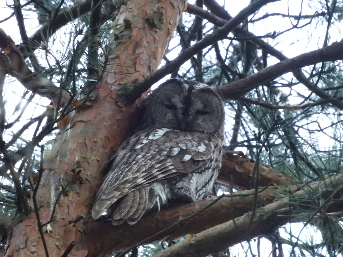 Tawny Owl - ML619272991