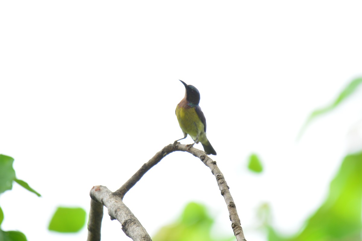 Brown-throated Sunbird - ML619273072