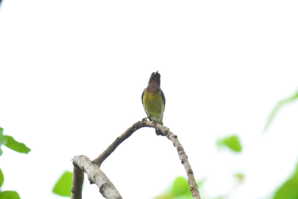 Brown-throated Sunbird - ML619273073