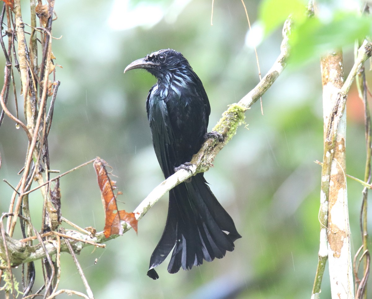 Hair-crested Drongo - ML619273077