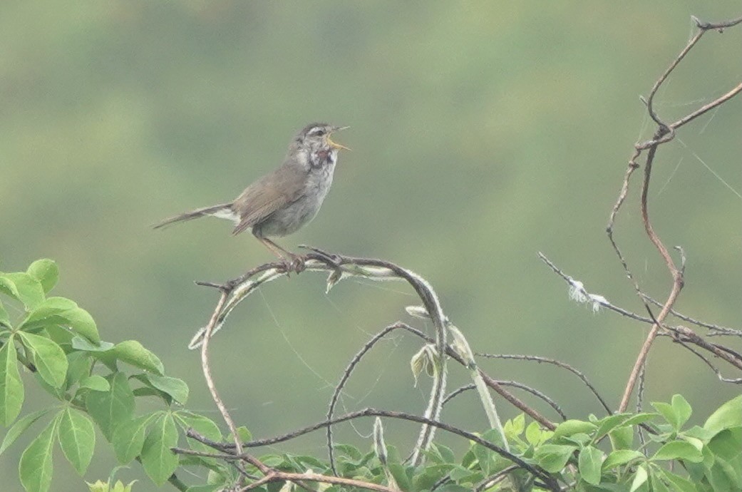 Japanese Bush Warbler - ML619273129