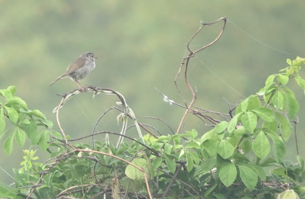 Japanese Bush Warbler - ML619273132