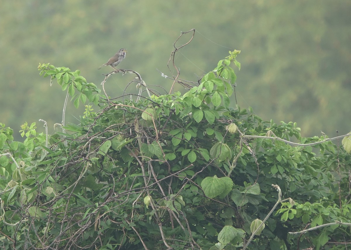 Japanese Bush Warbler - ML619273133