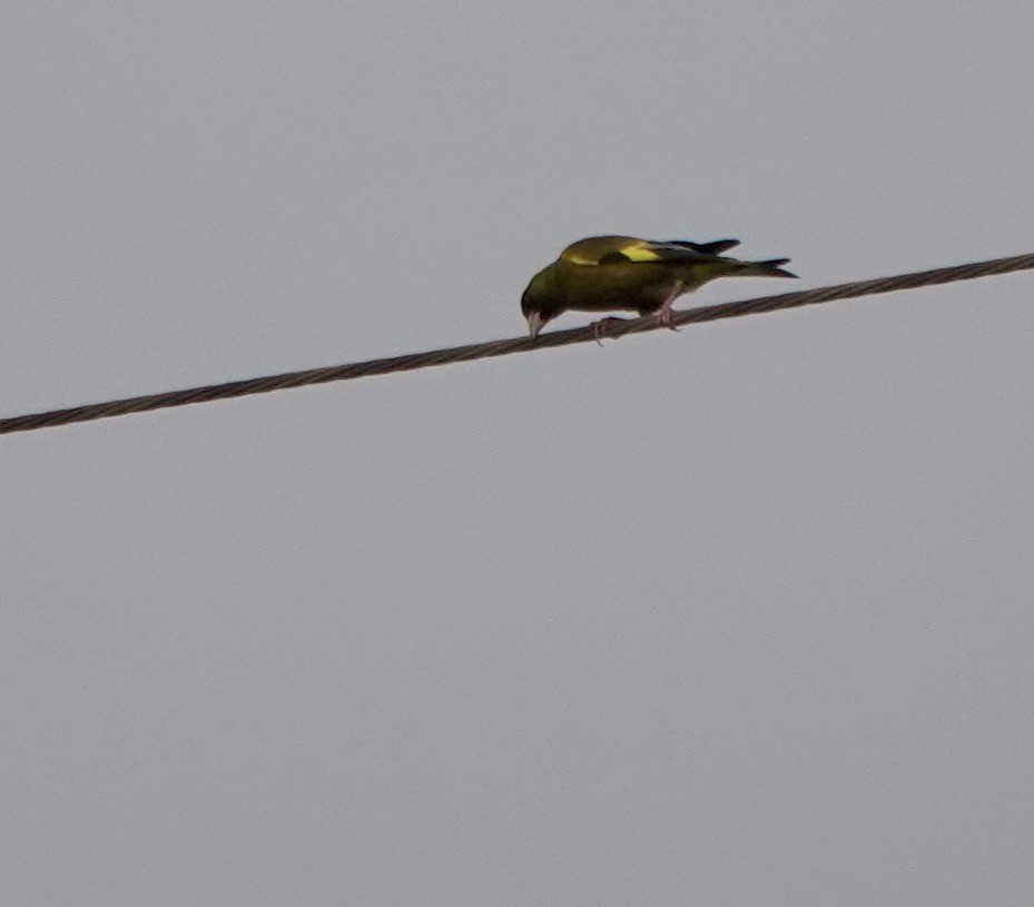 Oriental Greenfinch (Oriental) - ML619273202