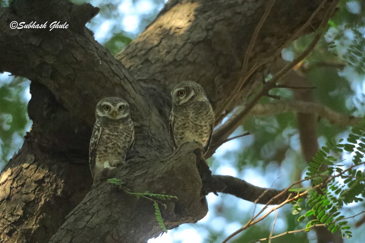Spotted Owlet - ML619273216