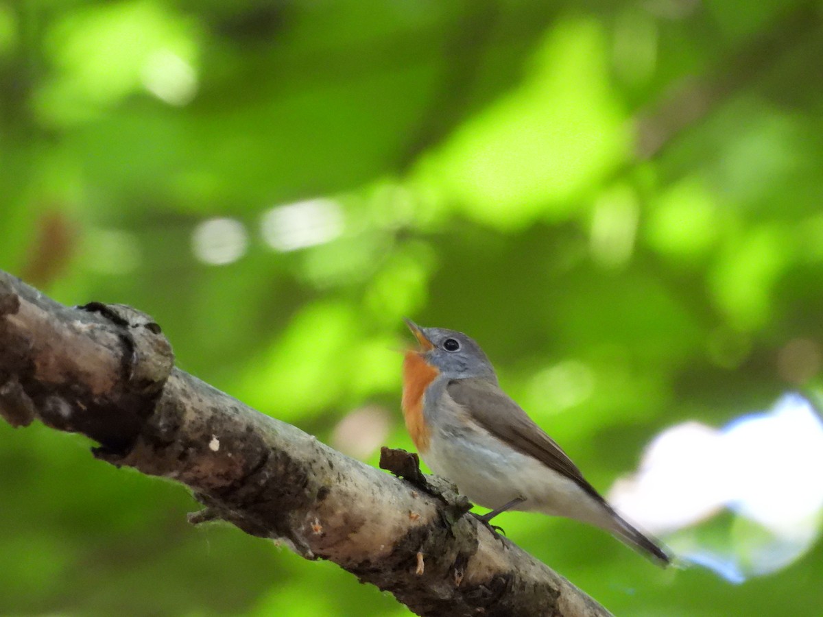 Red-breasted Flycatcher - ML619273253