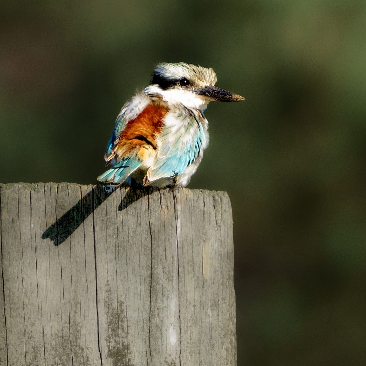 Red-backed Kingfisher - ML619273255
