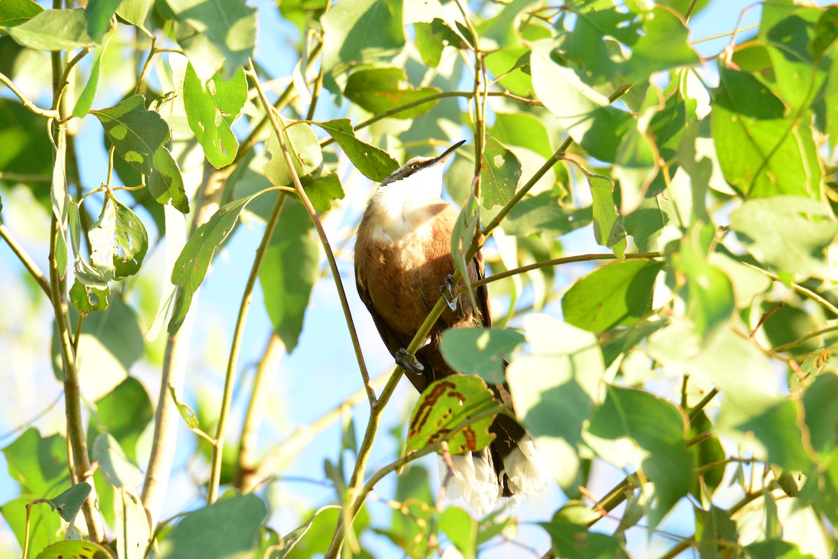 Gray-crowned Babbler - ML619273266