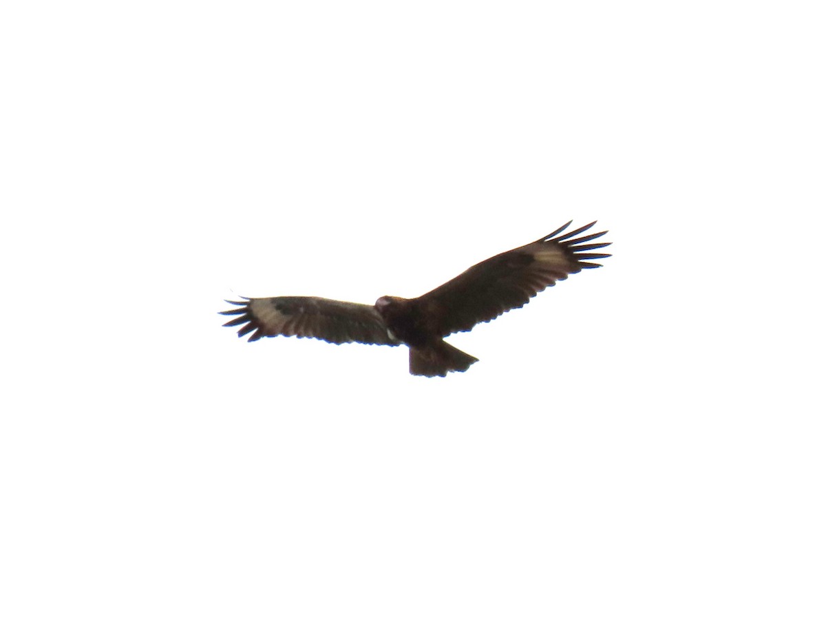 Black-breasted Kite - ML619273273