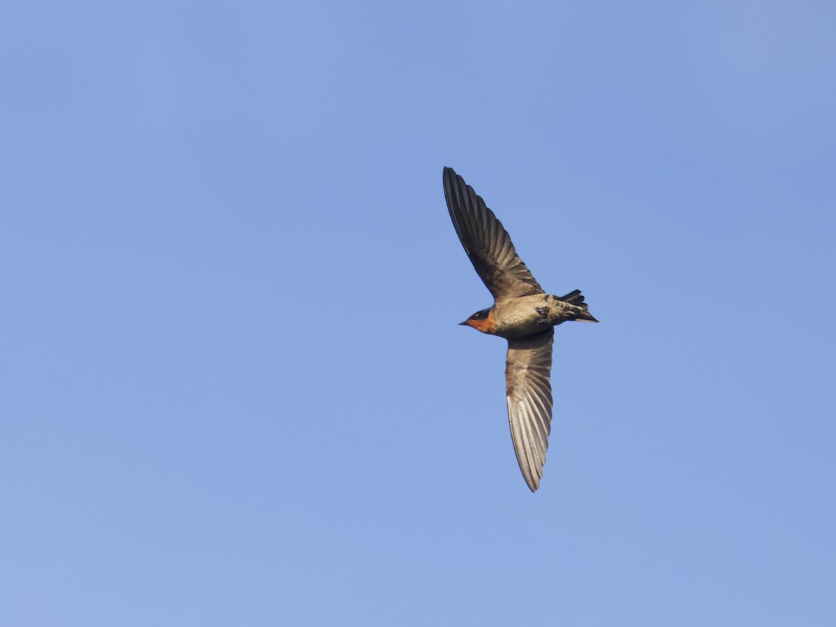 Pacific Swallow - ML619273292