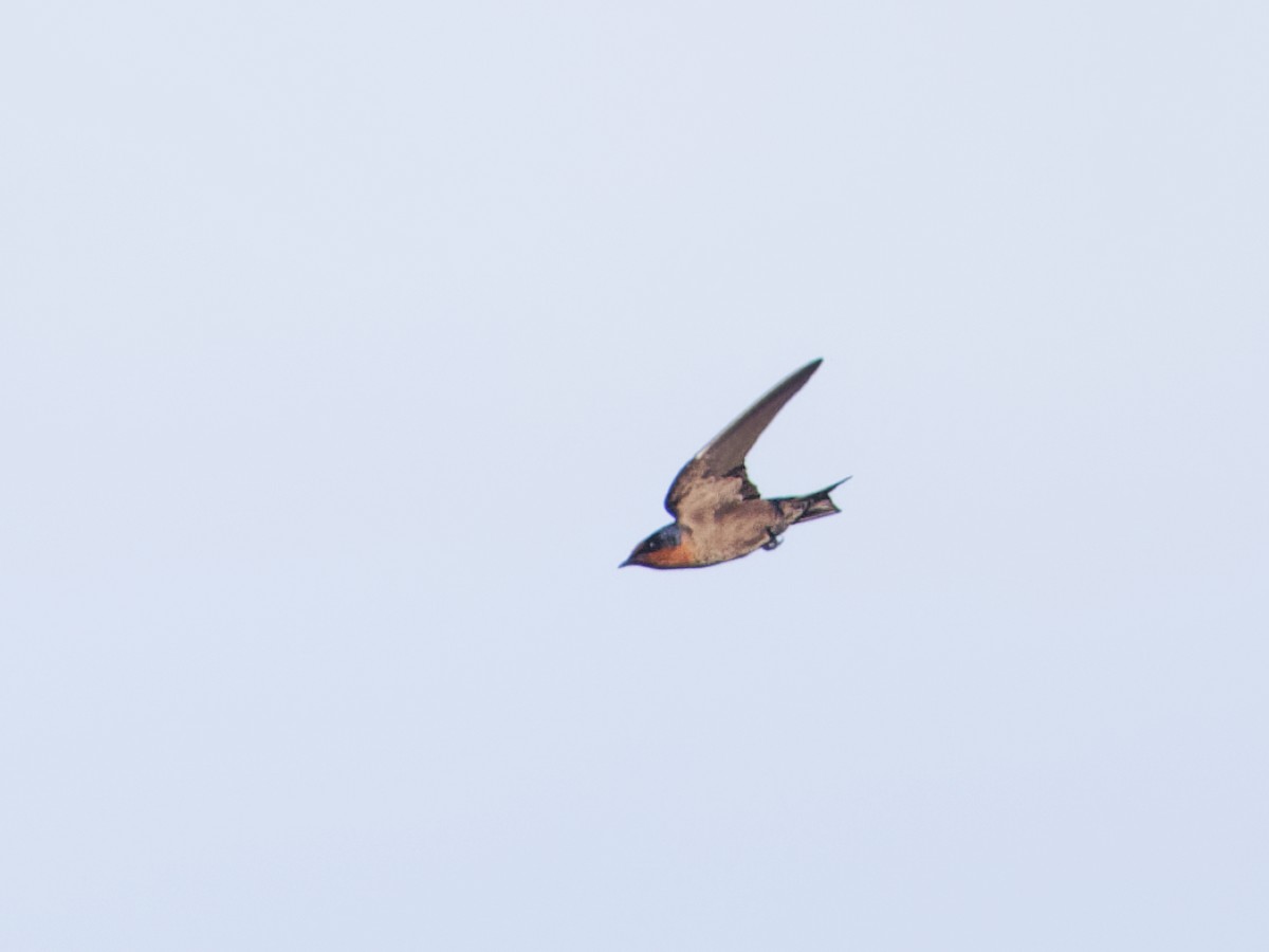 Pacific Swallow - ML619273293