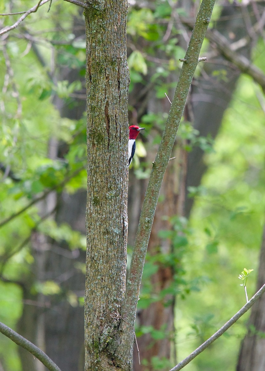 Red-headed Woodpecker - ML619273302