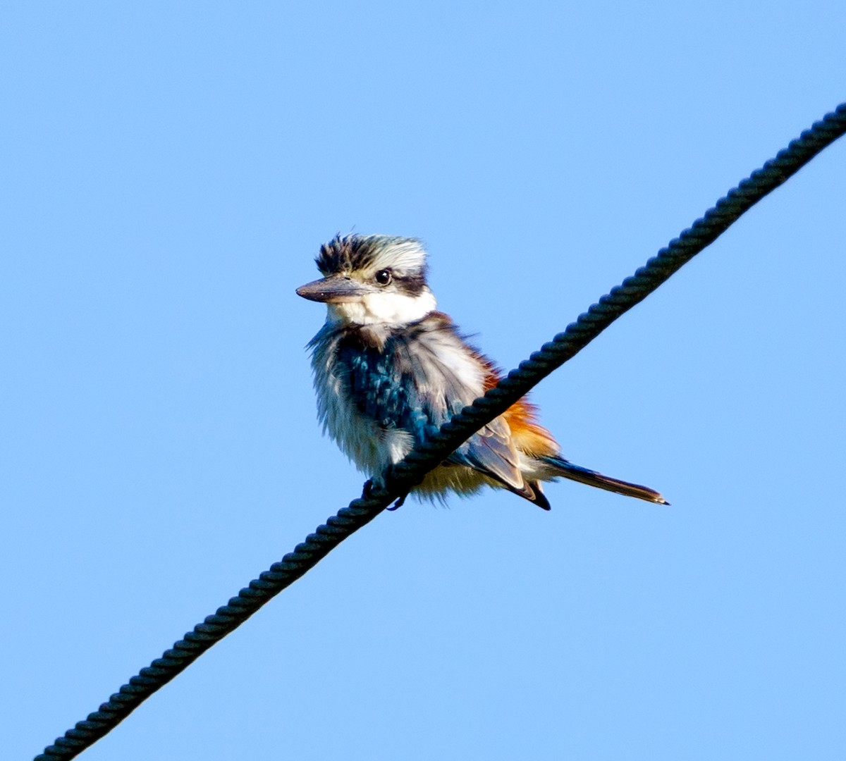 Red-backed Kingfisher - ML619273325