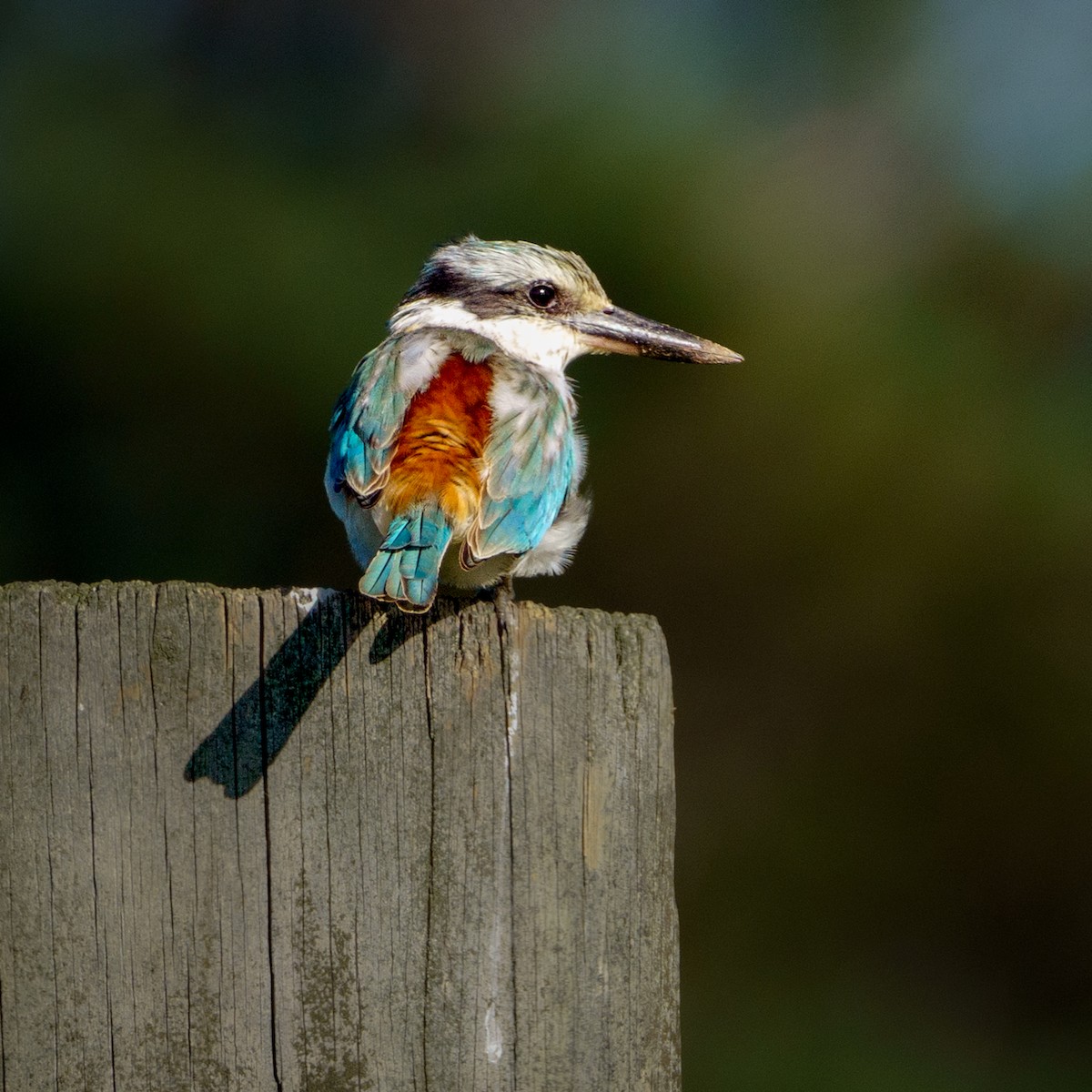 Red-backed Kingfisher - ML619273327