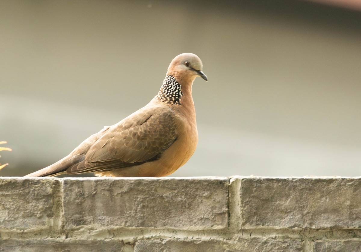 Spotted Dove (Eastern) - ML619273333
