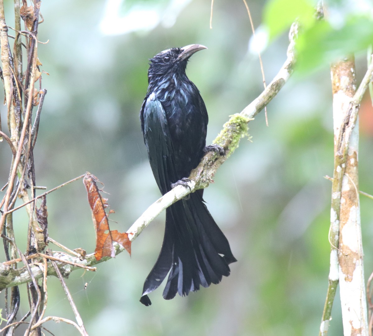 Hair-crested Drongo - ML619273336