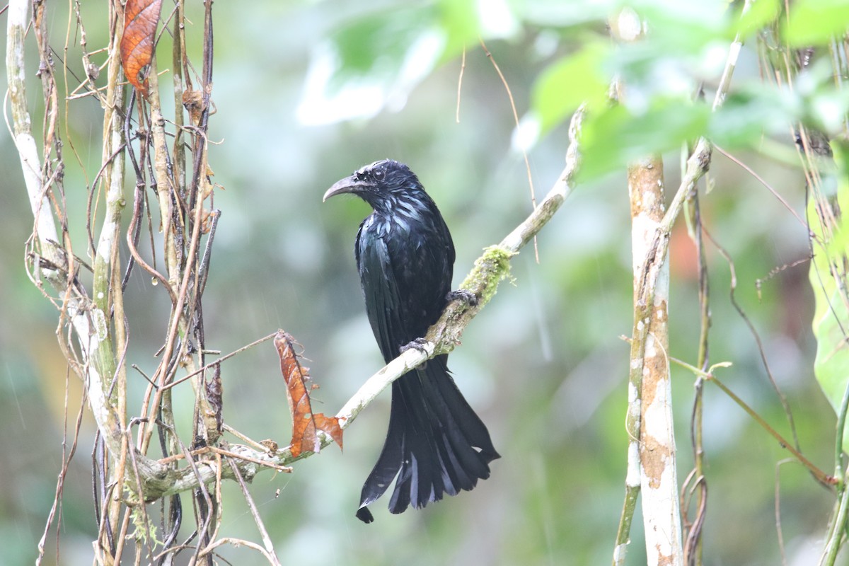 Hair-crested Drongo - ML619273346