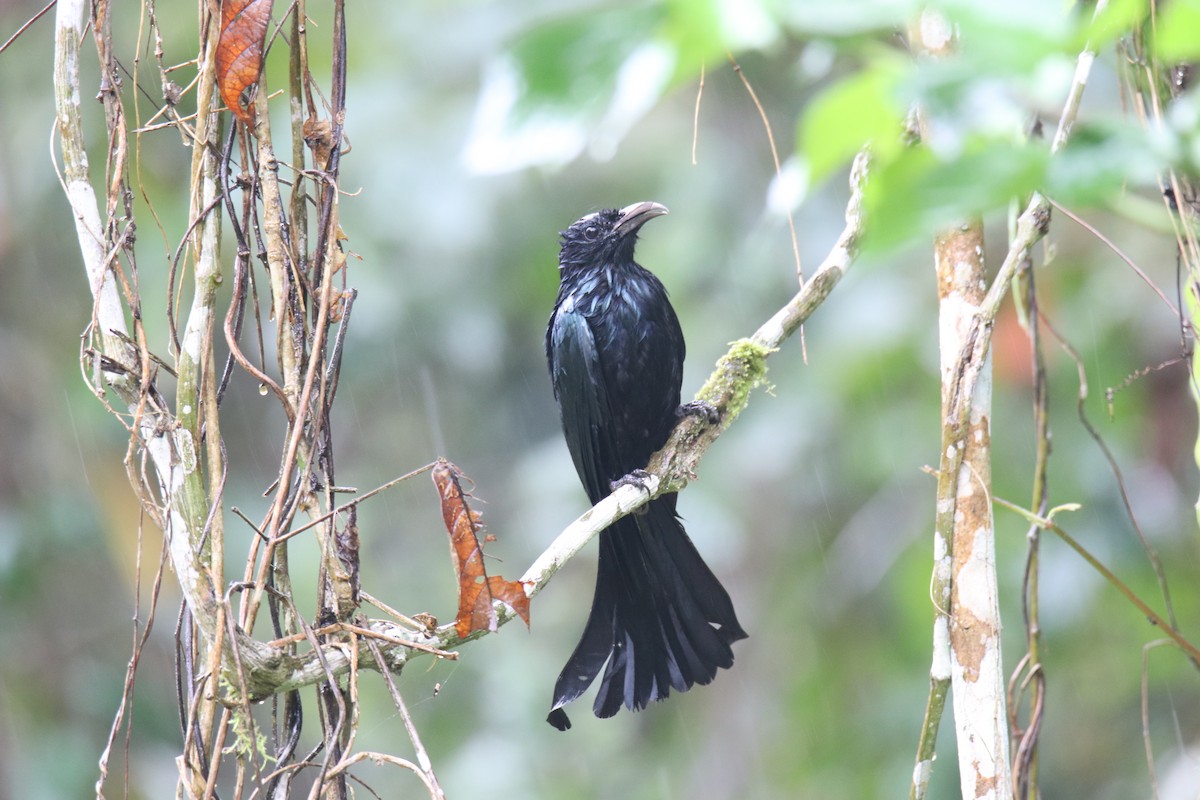 Hair-crested Drongo - ML619273347