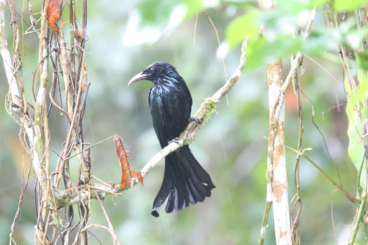 Hair-crested Drongo - ML619273348