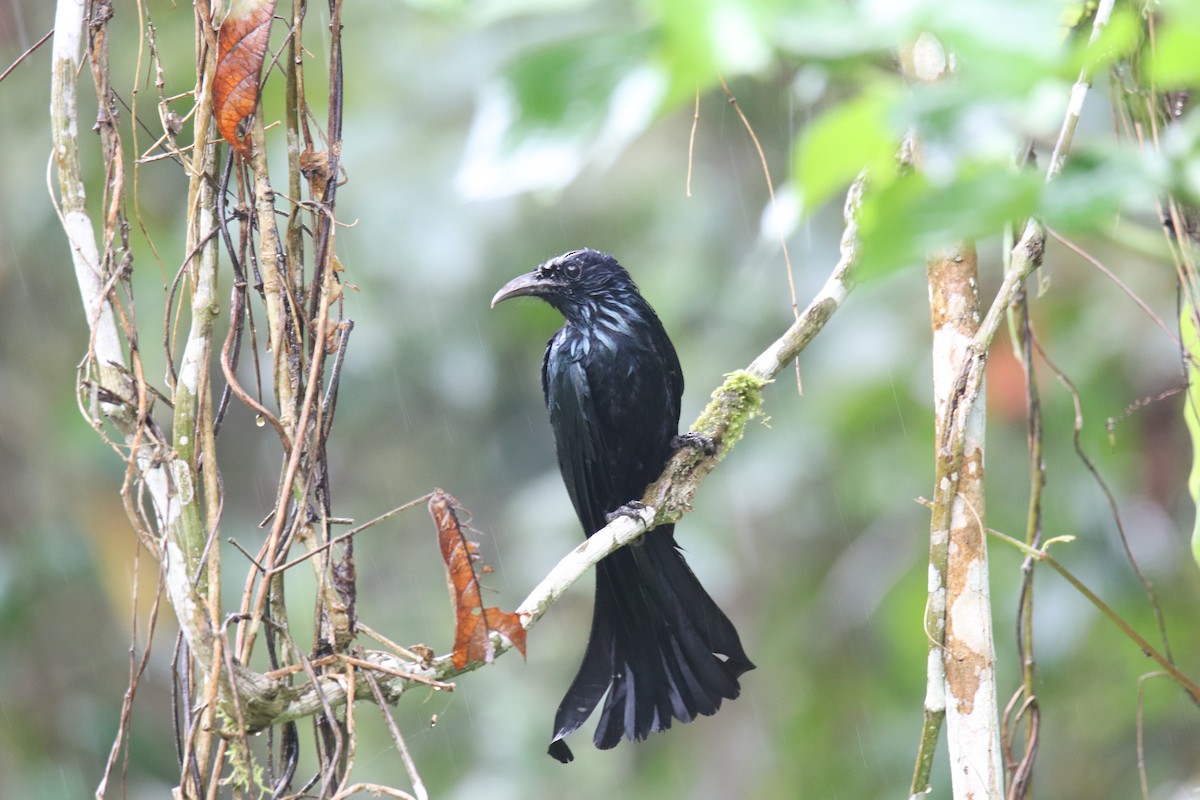 Hair-crested Drongo - ML619273350