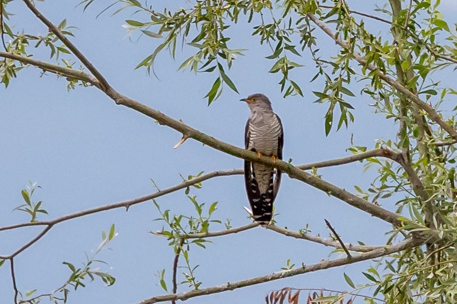 Common Cuckoo - ML619273352