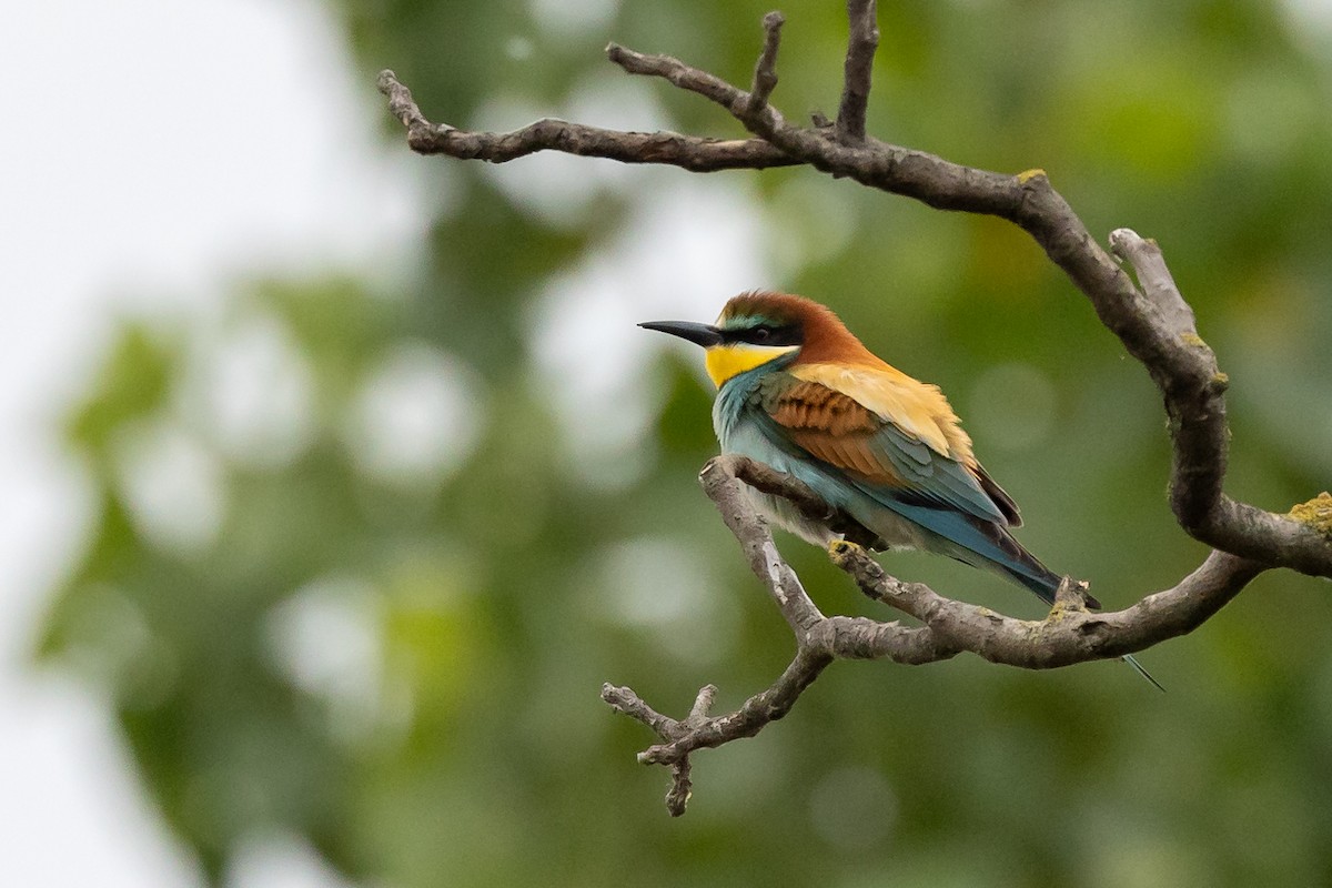 European Bee-eater - ML619273371