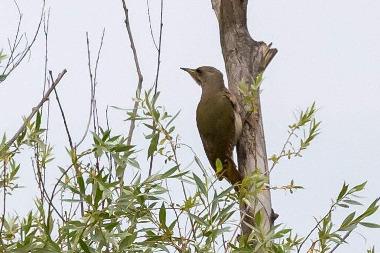 Gray-headed Woodpecker - ML619273380
