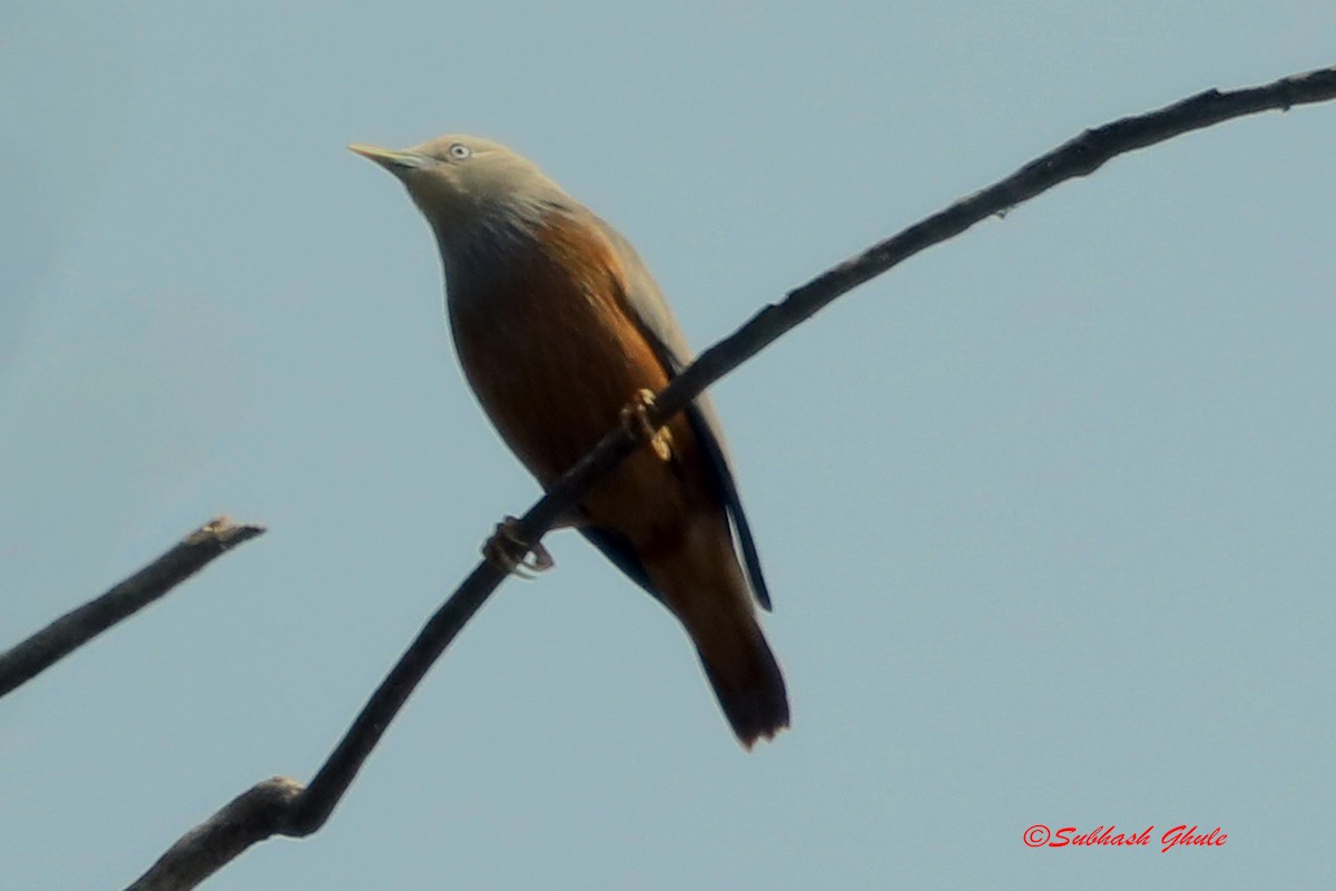 Chestnut-tailed Starling - ML619273406